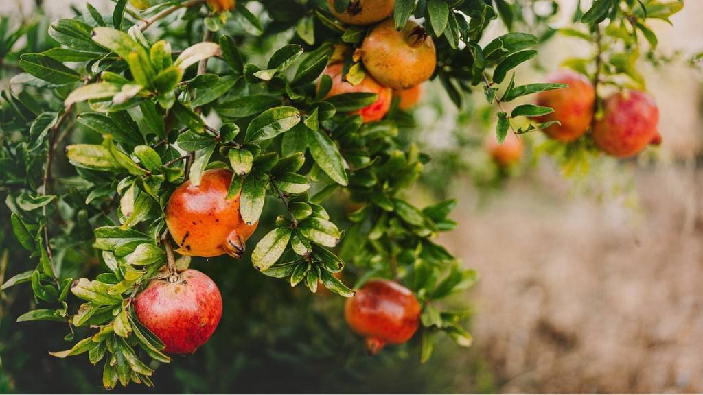 Pomegranate cultivation