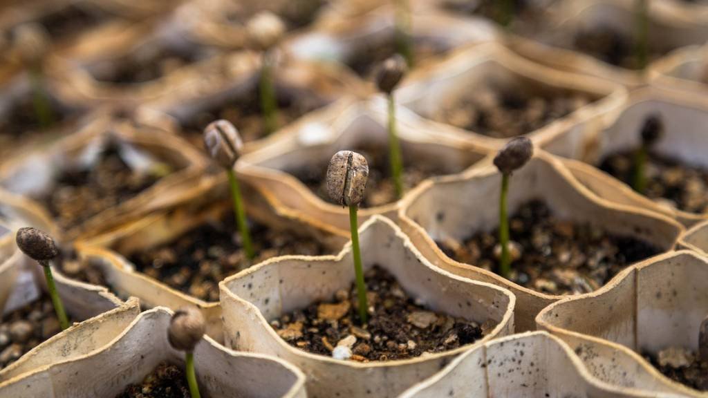 Prepare seedlings of vining vegetables in nursery